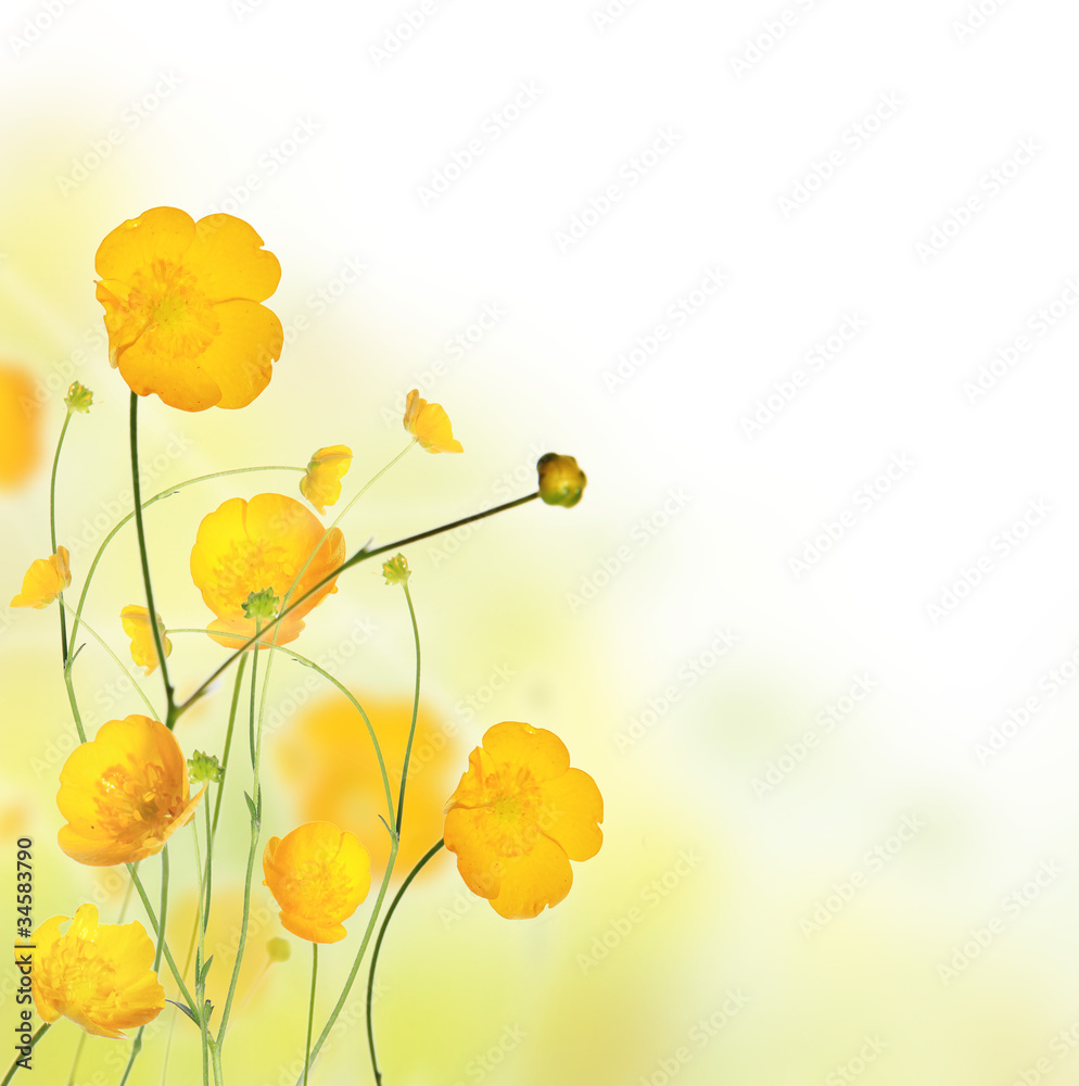 Beautiful buttercup flowers background with free space for text