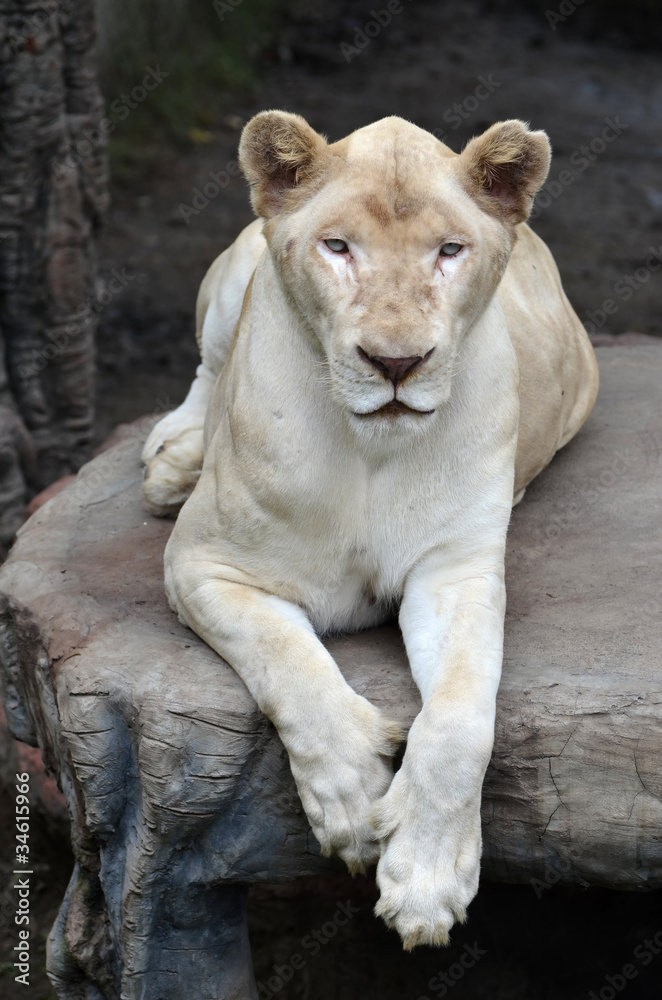 female white