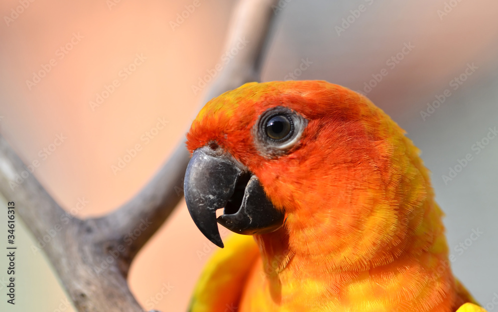 Sun Conure