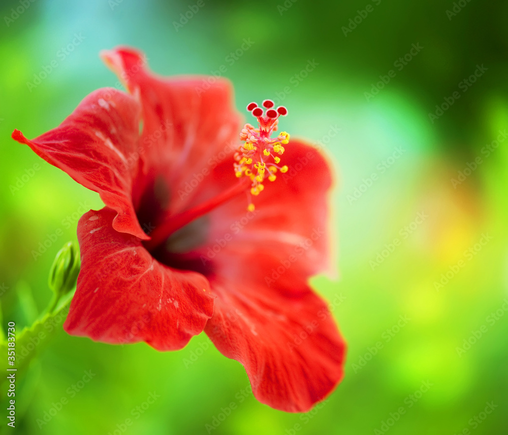 Hibiscus Flower. Shallow DOF