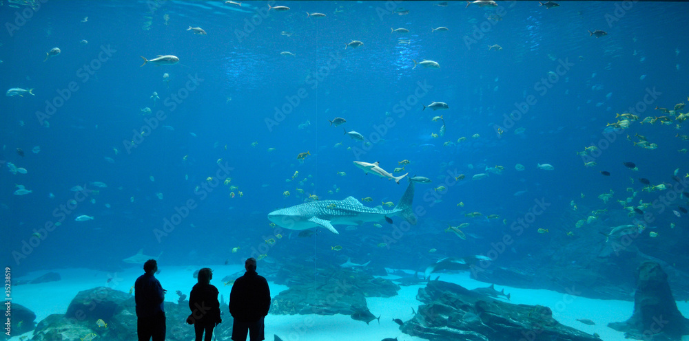 Whale Shark