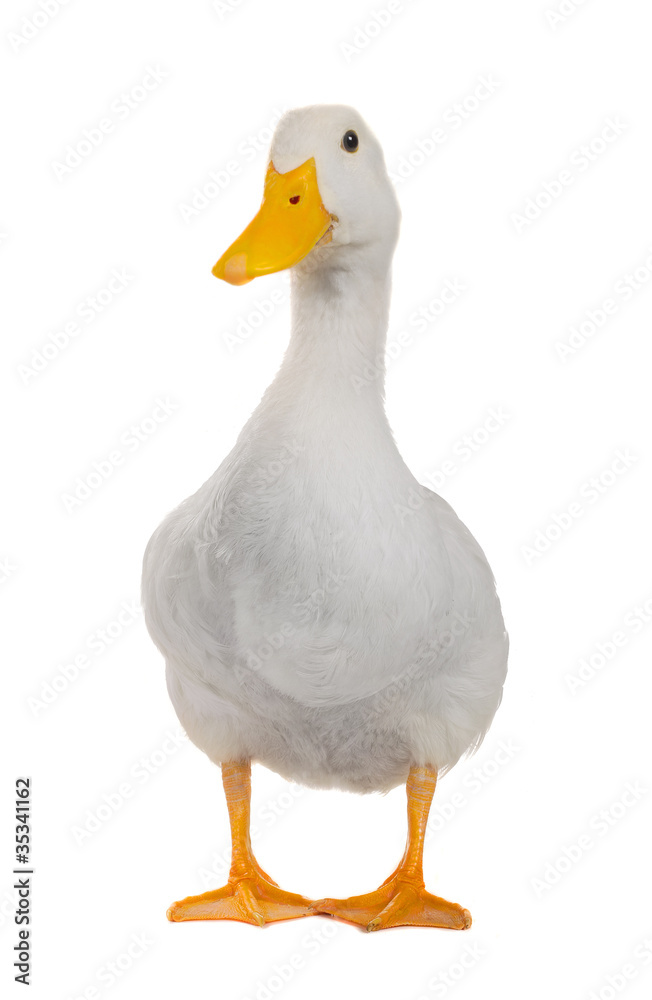 duck white