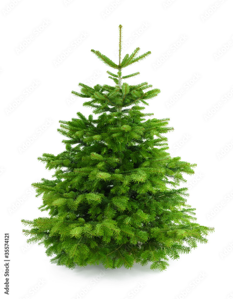 Perfekter dichter Tannenbaum auf weiß