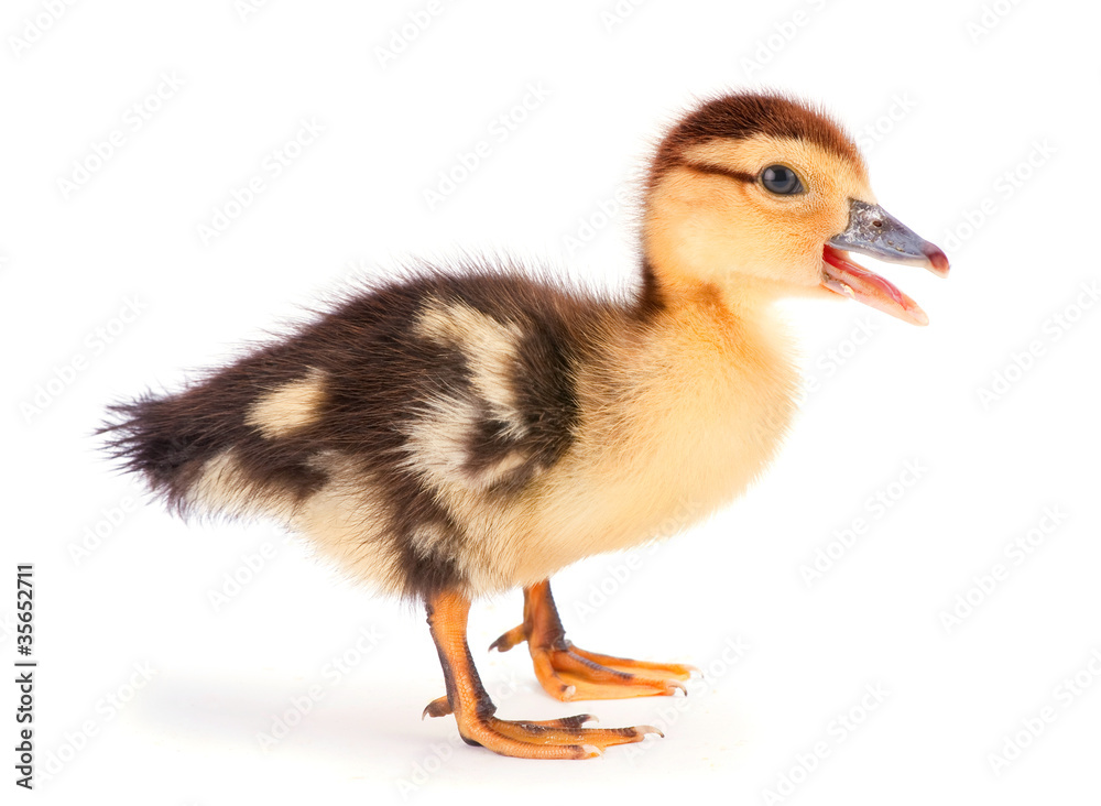 One baby duck