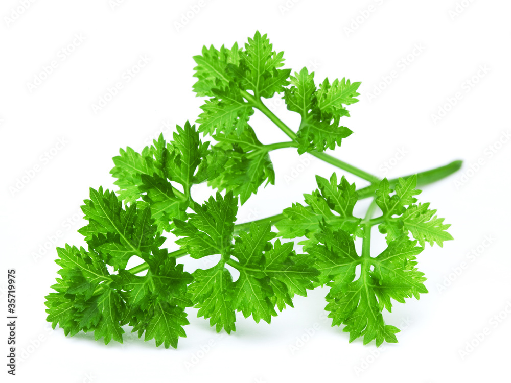 白底隔离的Parsley