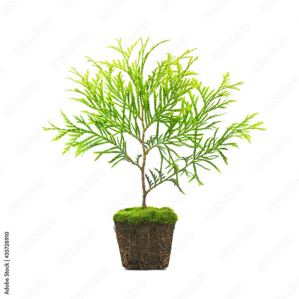 thuja