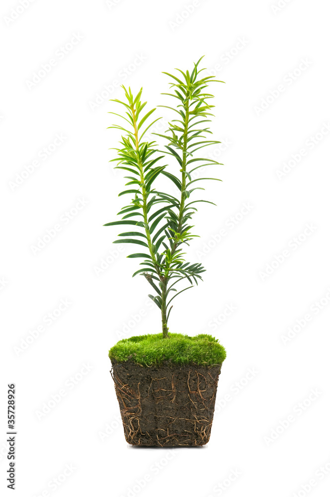 thuja