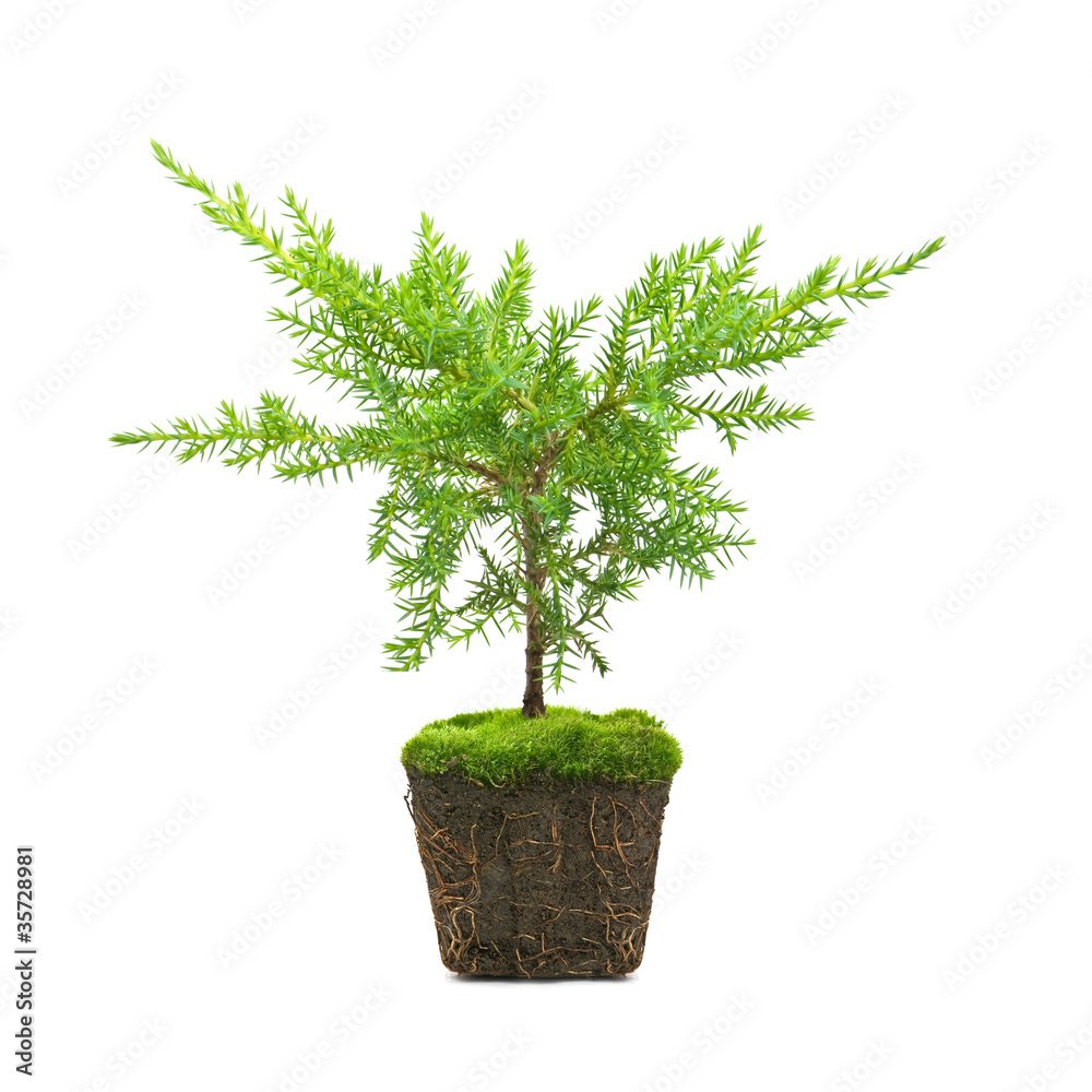 thuja