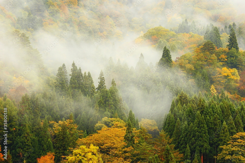 日本乡村美丽的秋景