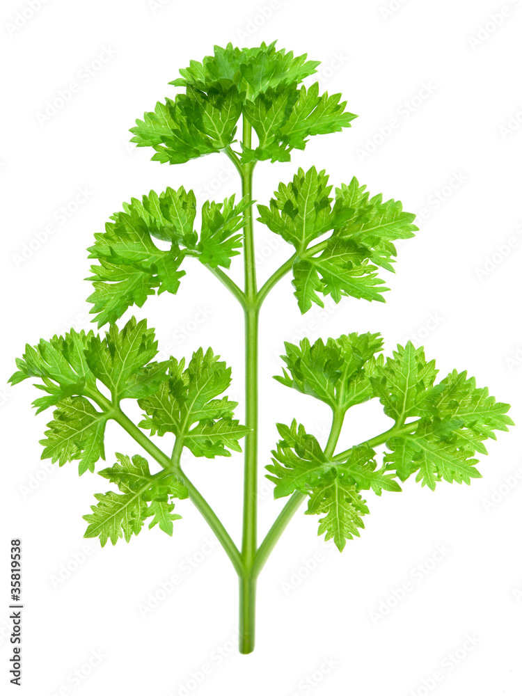 白底隔离的Parsley