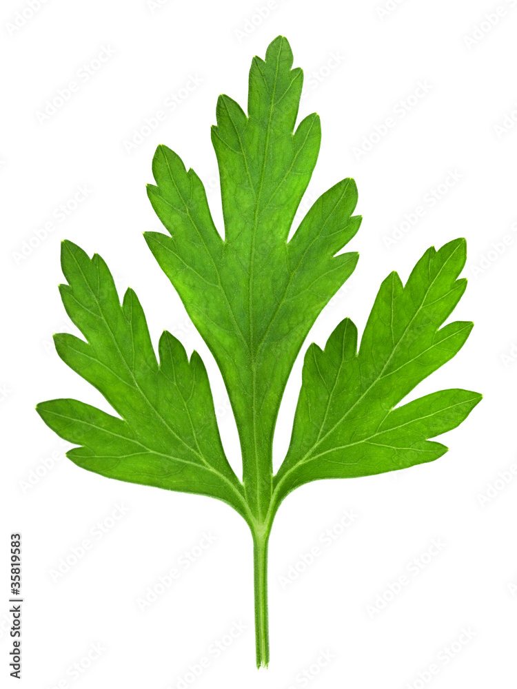 白底隔离的Parsley