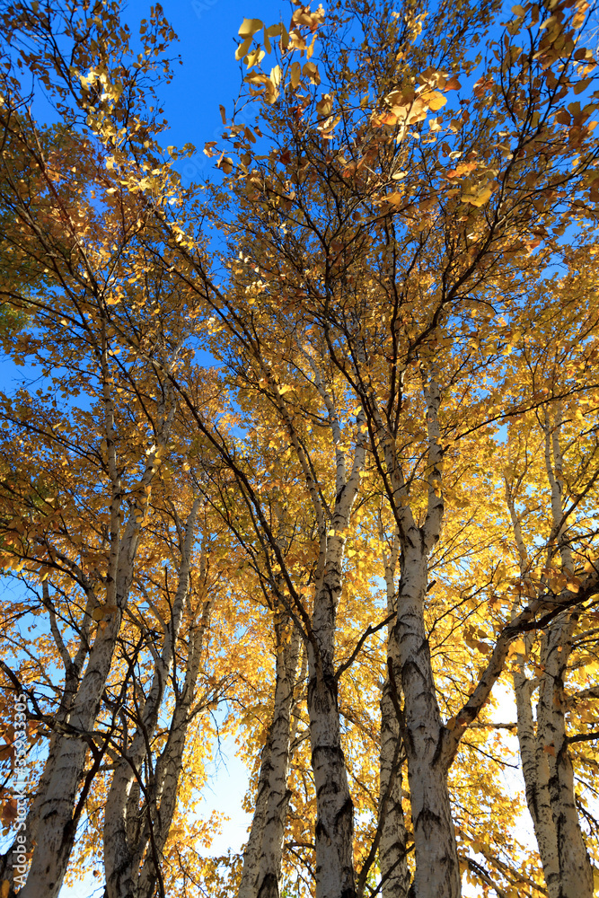 sunlight behind birch tree in autumn