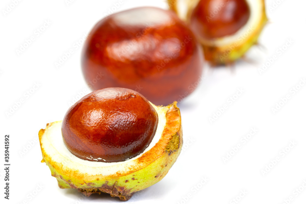 Horse chestnuts over white background