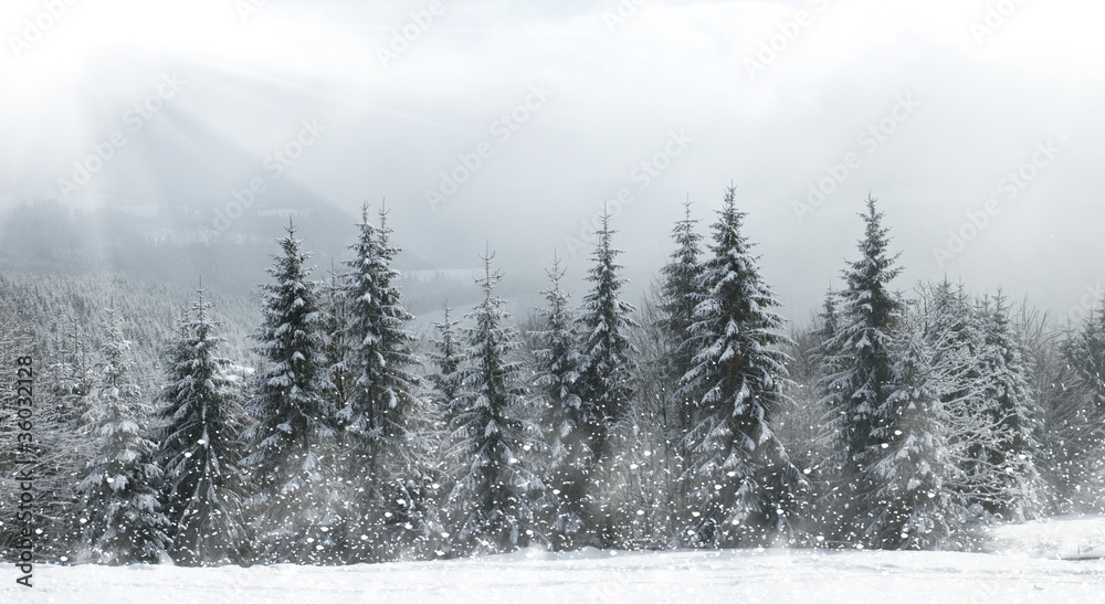 美丽的冬季景观，白雪皑皑的树木