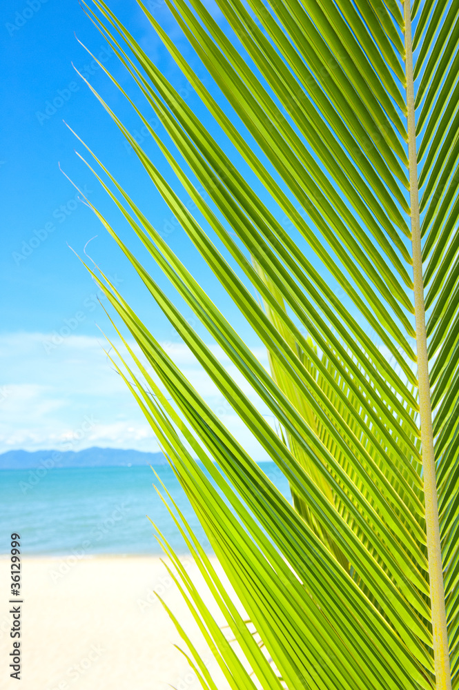 Beautiful tropical beach with palm tree and sand