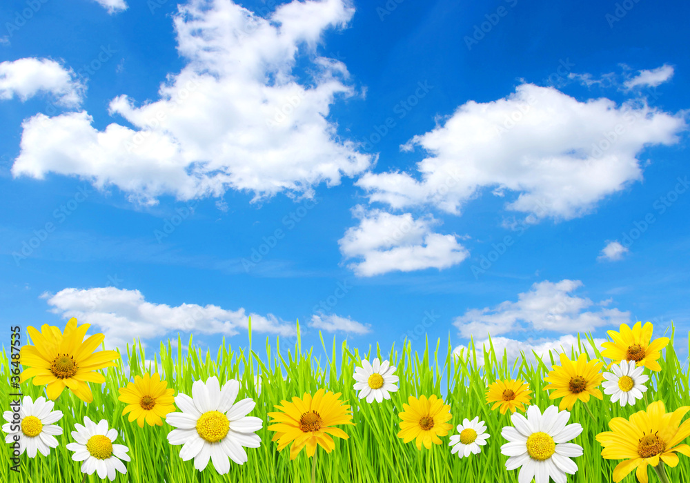 field and clouds