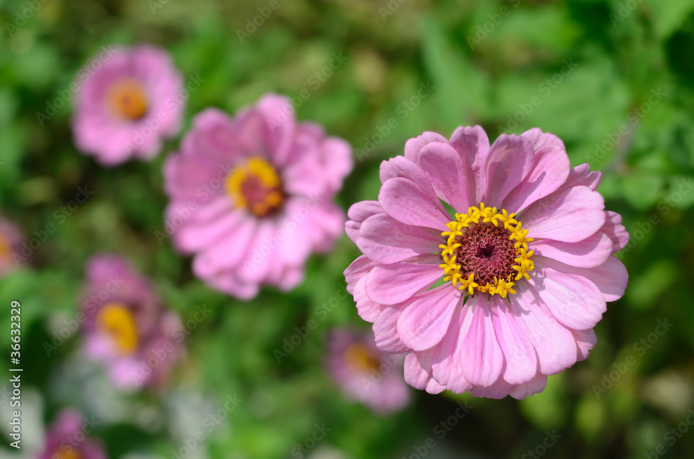 百日菊花