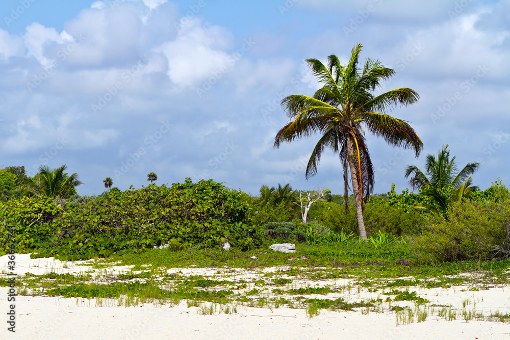 加勒比海海滩风景，棕榈树孤独