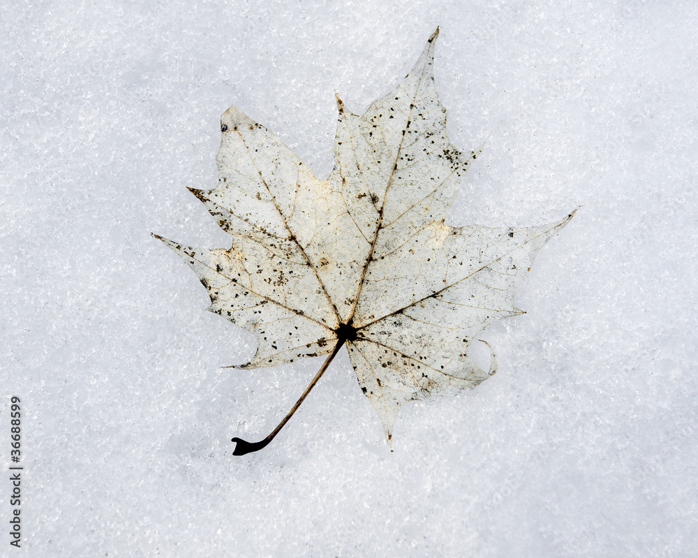 雪中枫叶