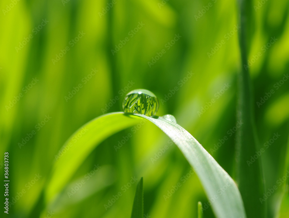 water drops