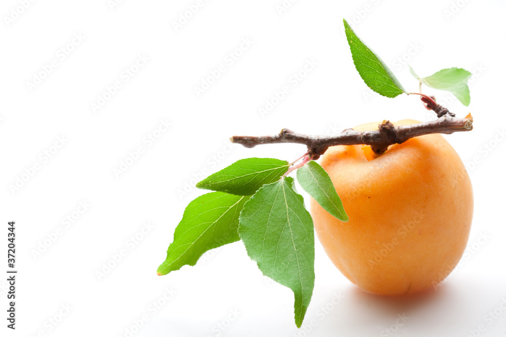 apricot on white