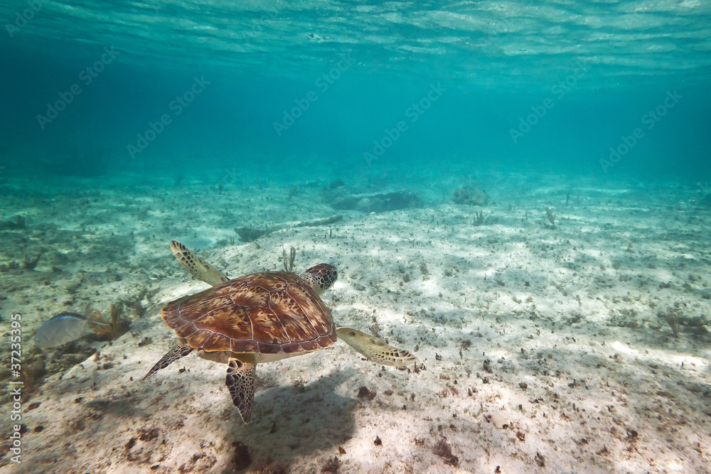 加勒比海中的绿海龟