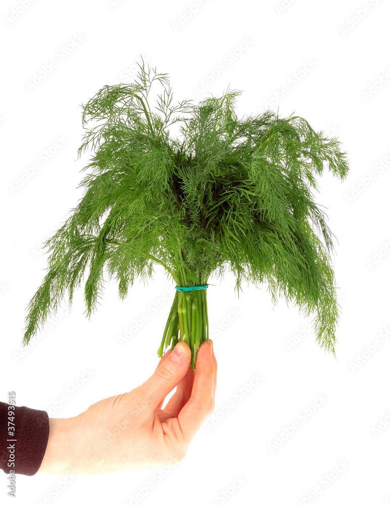 Dill in hand isolated on the white background（手中的迪尔在白色背景上被隔离）