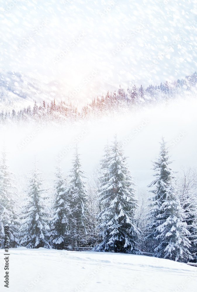 美丽的冬季景观，白雪皑皑的树木