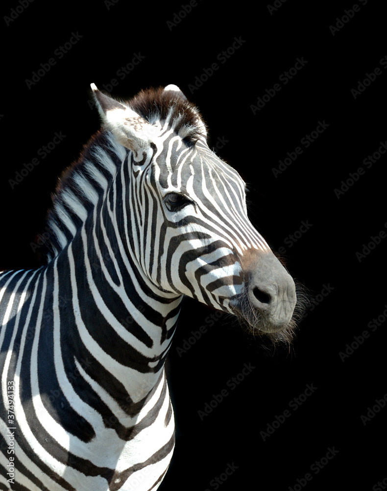 Zebra