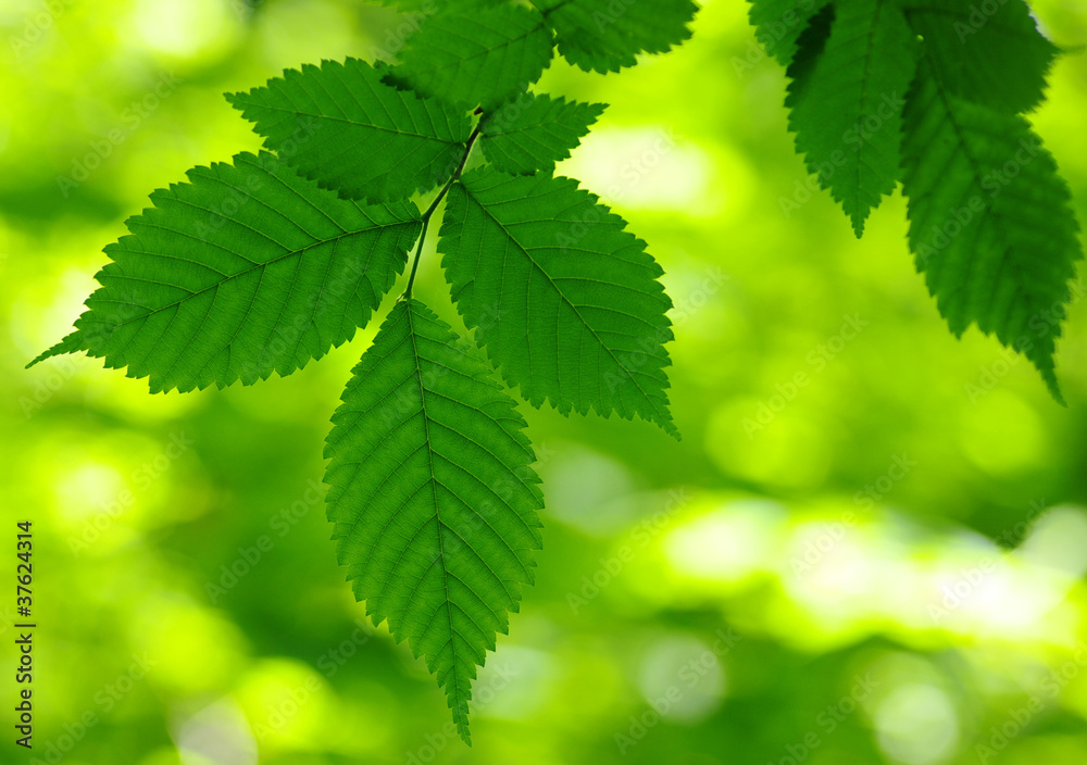 Green leaves