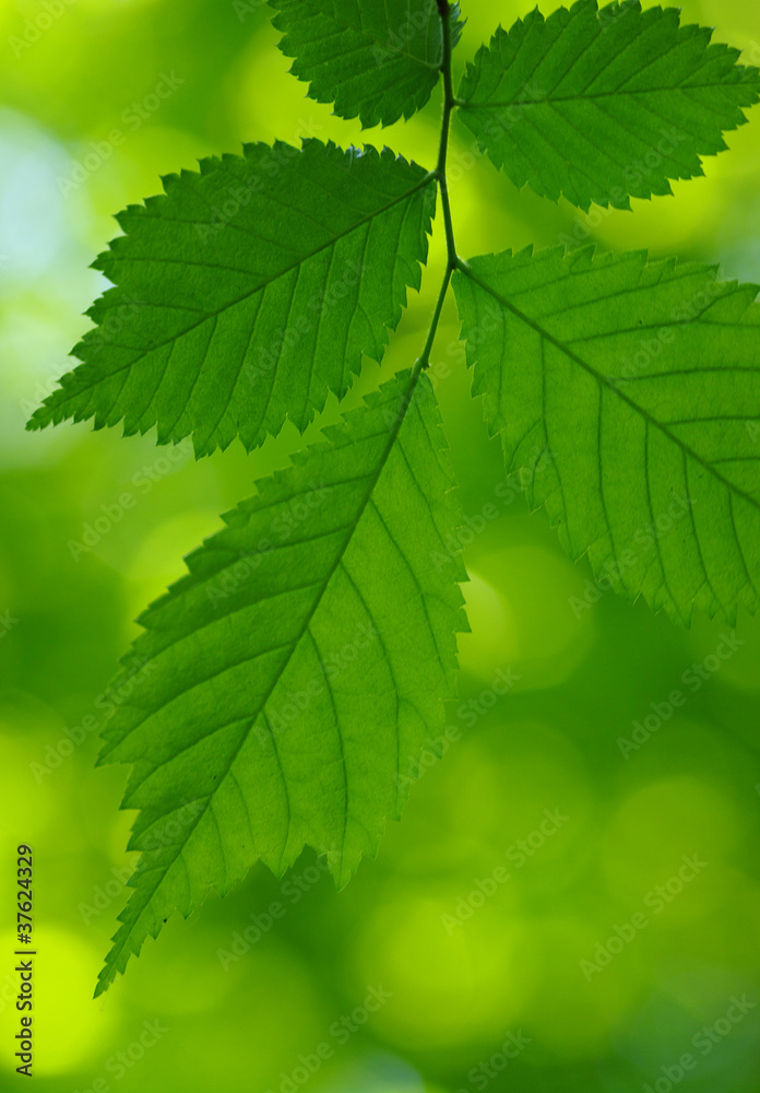 Green leaves