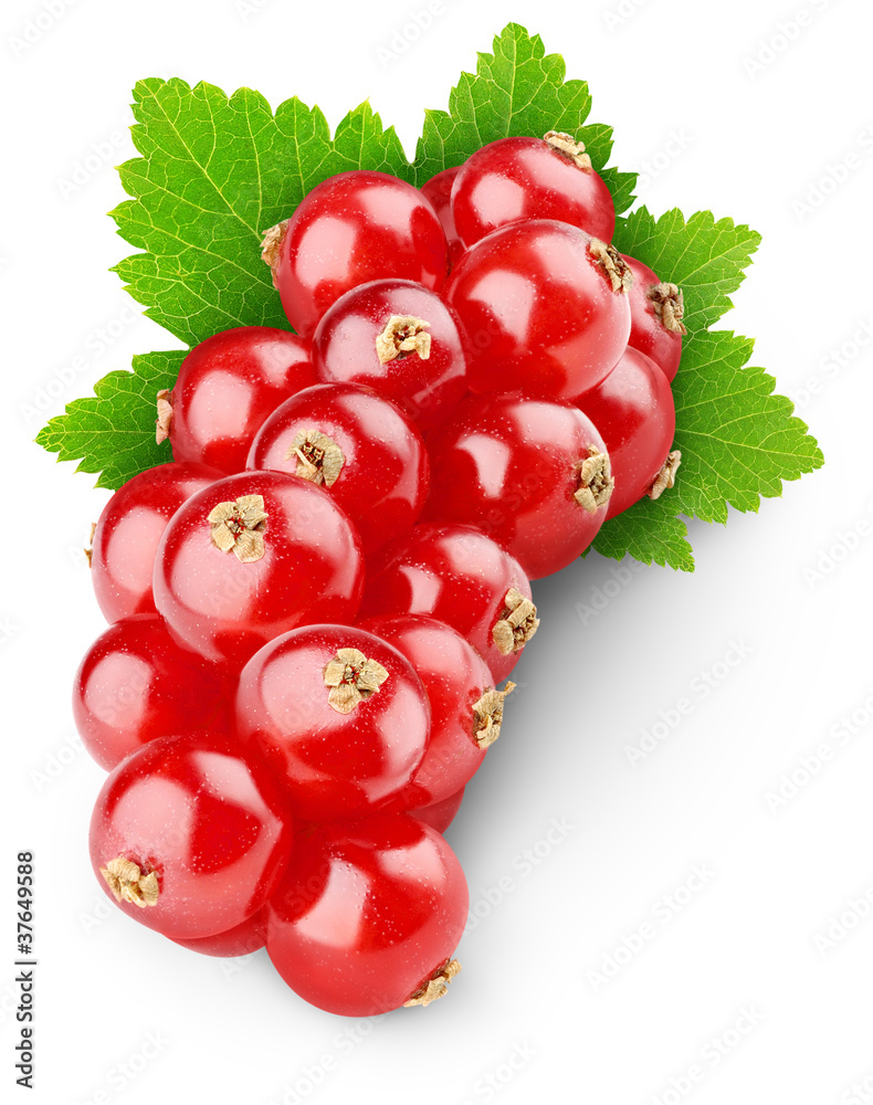 Isolated berries. Bunch of red currant fruits with leaf isolated on white background