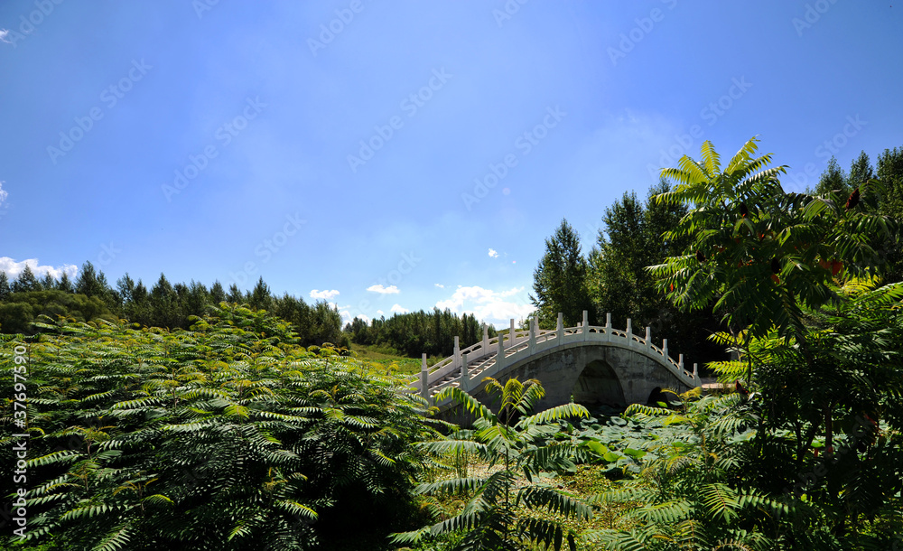 天空，小桥，荷花池