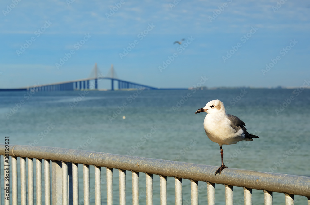 阳光天空和一只单脚海鸥