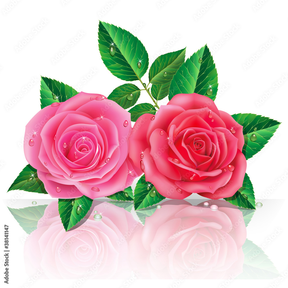 beautiful pink roses. Vector illustration.