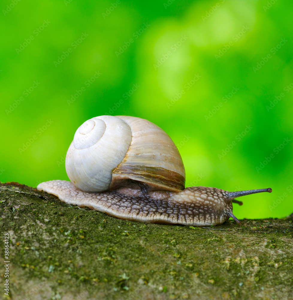 snail