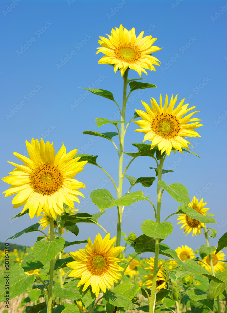 sunflowers