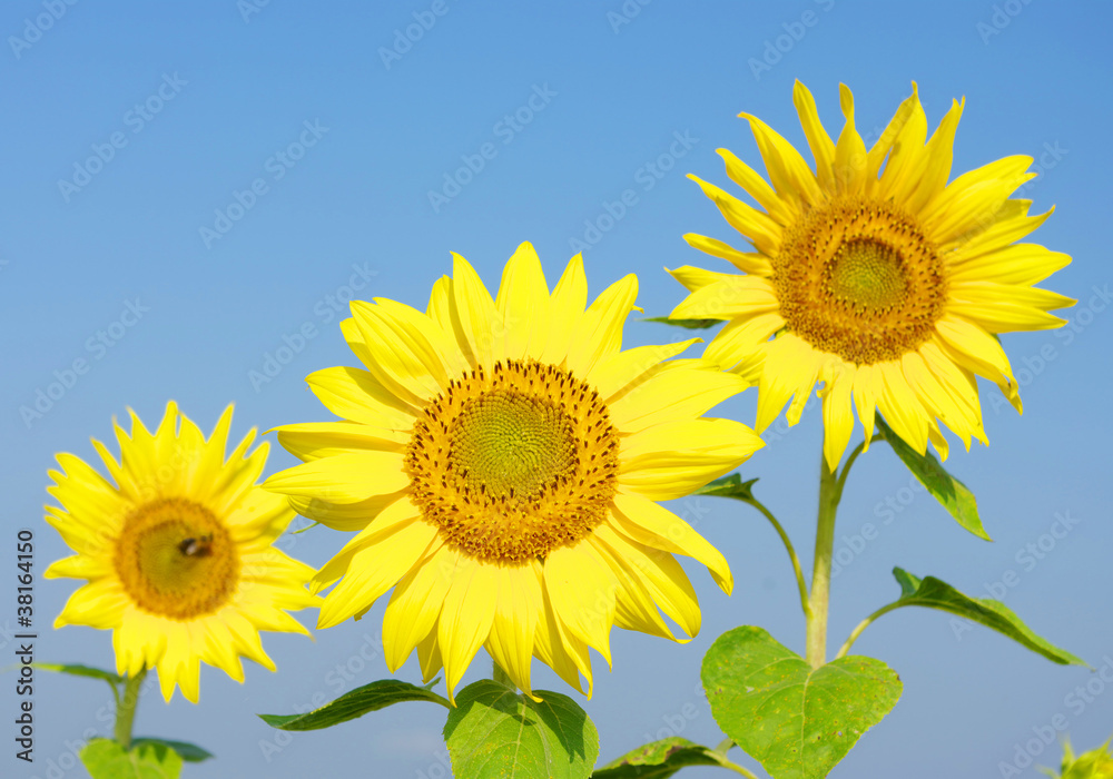 sunflowers