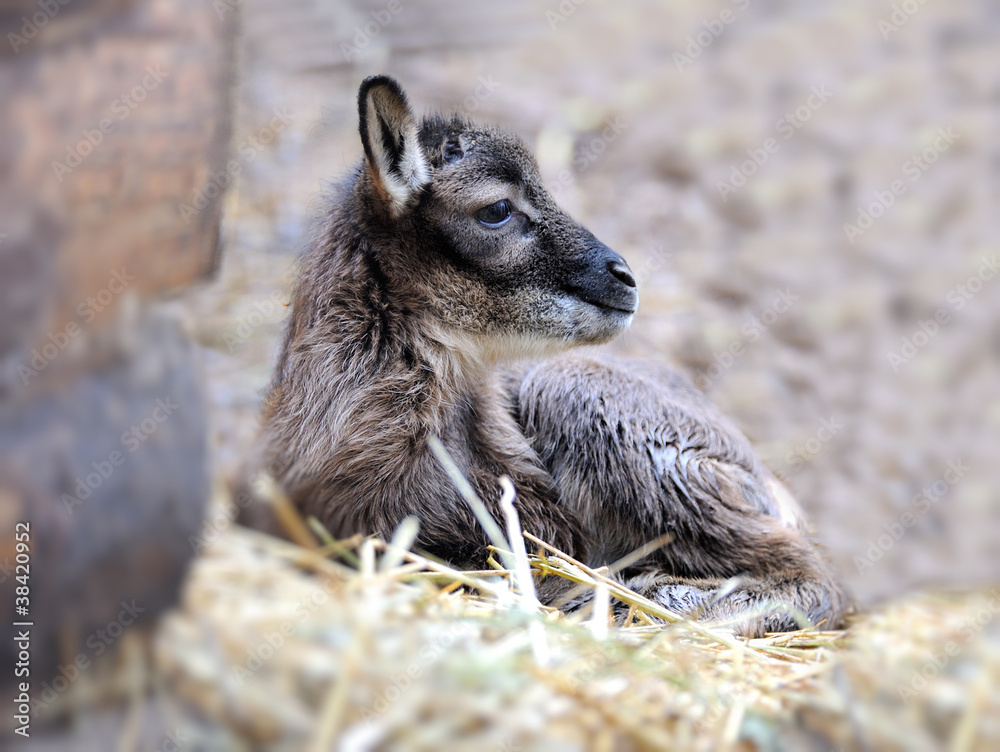 Baby goat