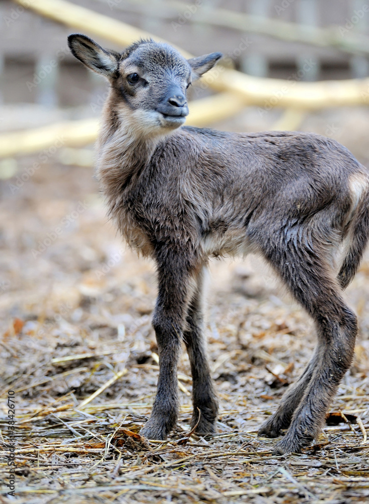 Baby goat