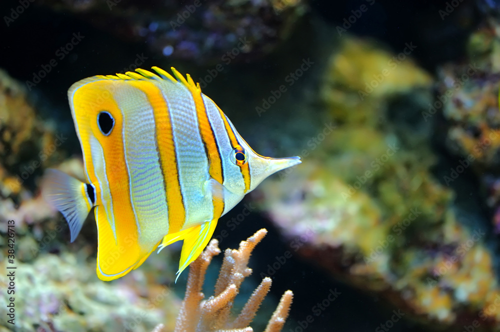 Tropical fish chelmon rostratus