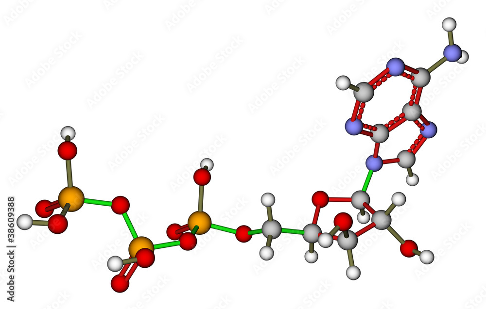 三磷酸腺苷（ATP）分子结构