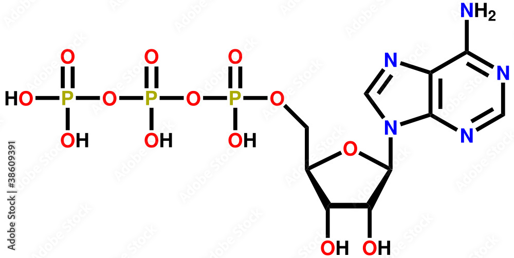 三磷酸腺苷（ATP）结构式