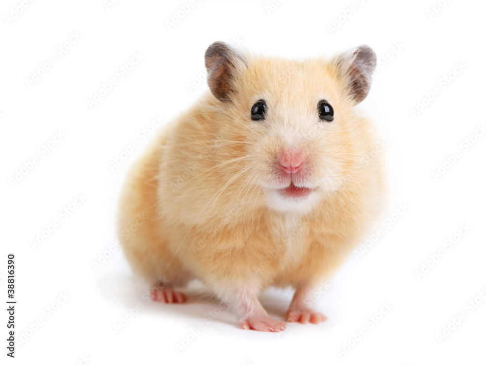 Hamster