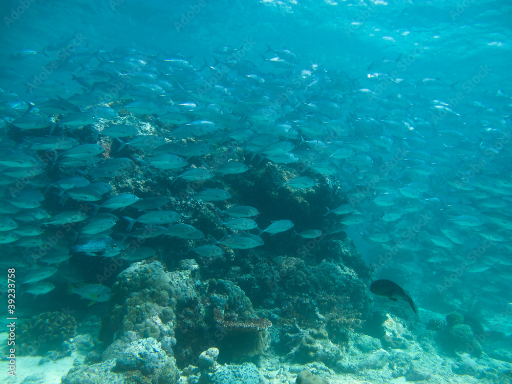 huge school of jackfish