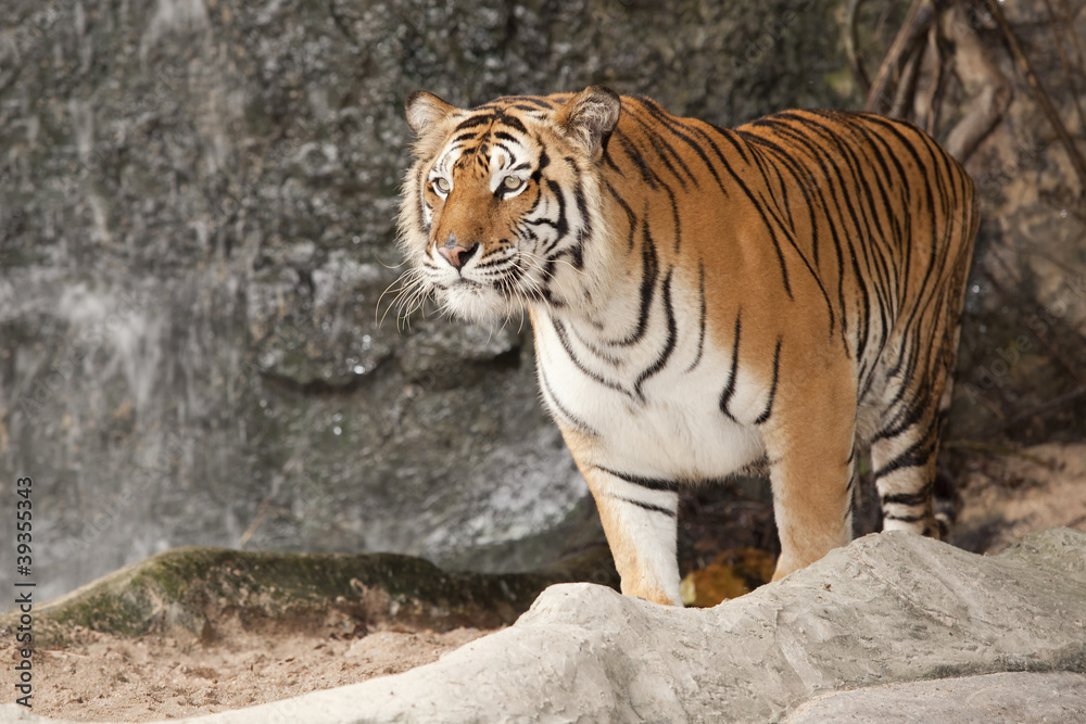 Royal Bengal tiger