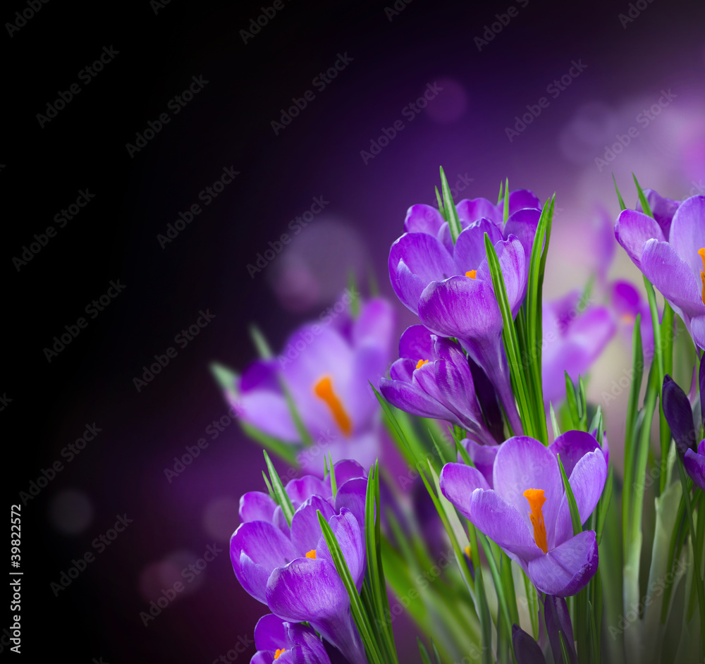 Crocus Spring Flowers Design over Black