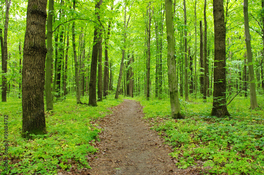 green forest