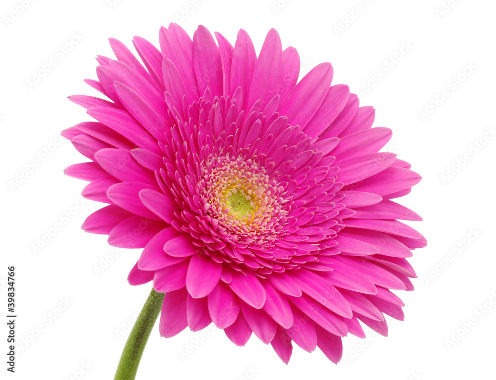 gerbera flower