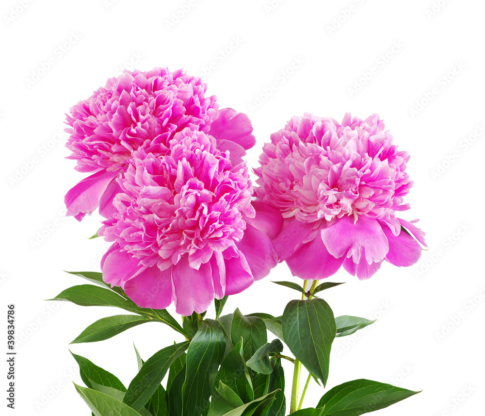 pink peony flower